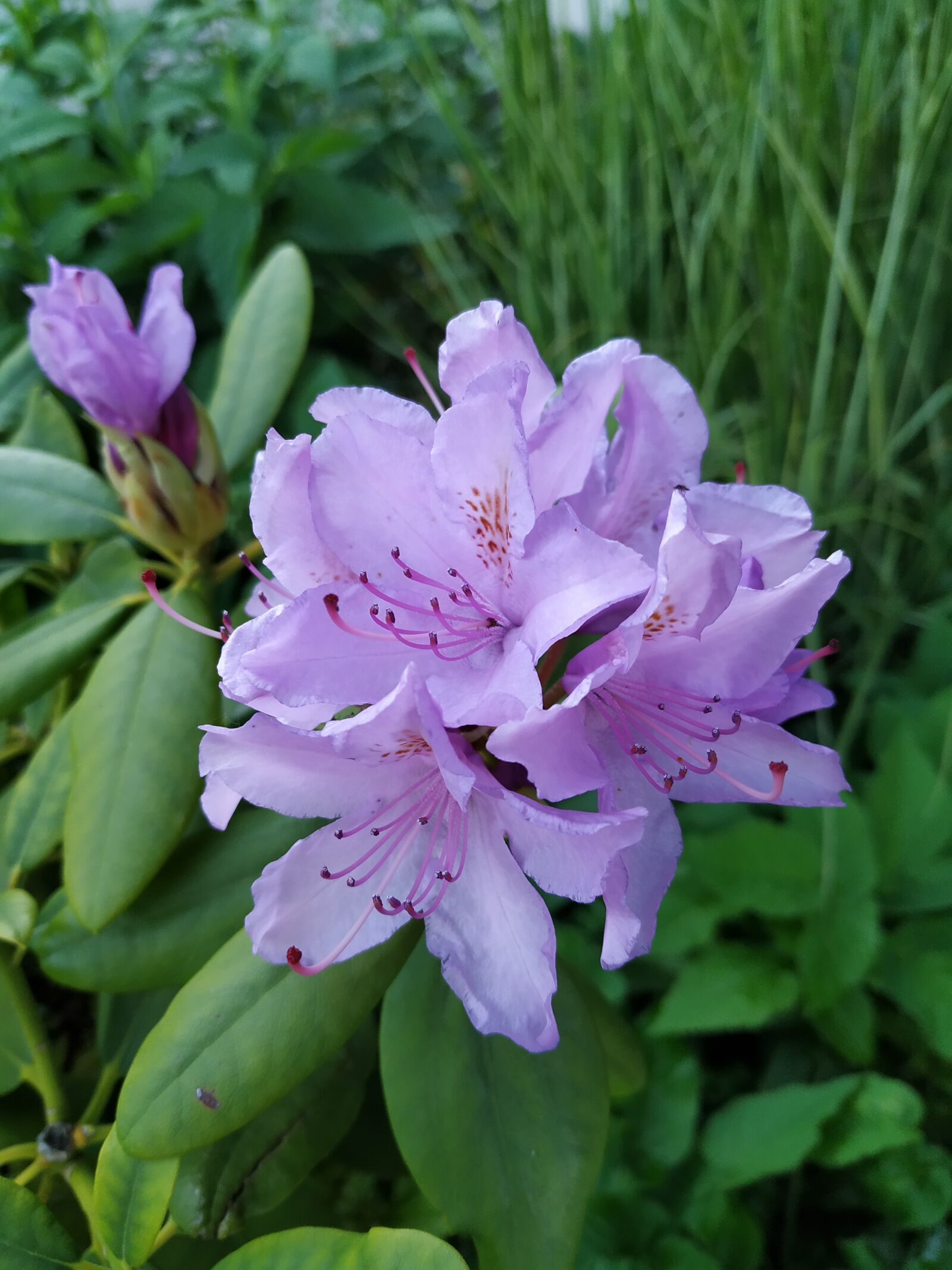 Xiaomi Mi A2 sample photo. Rhododendron, flowers, nature photography