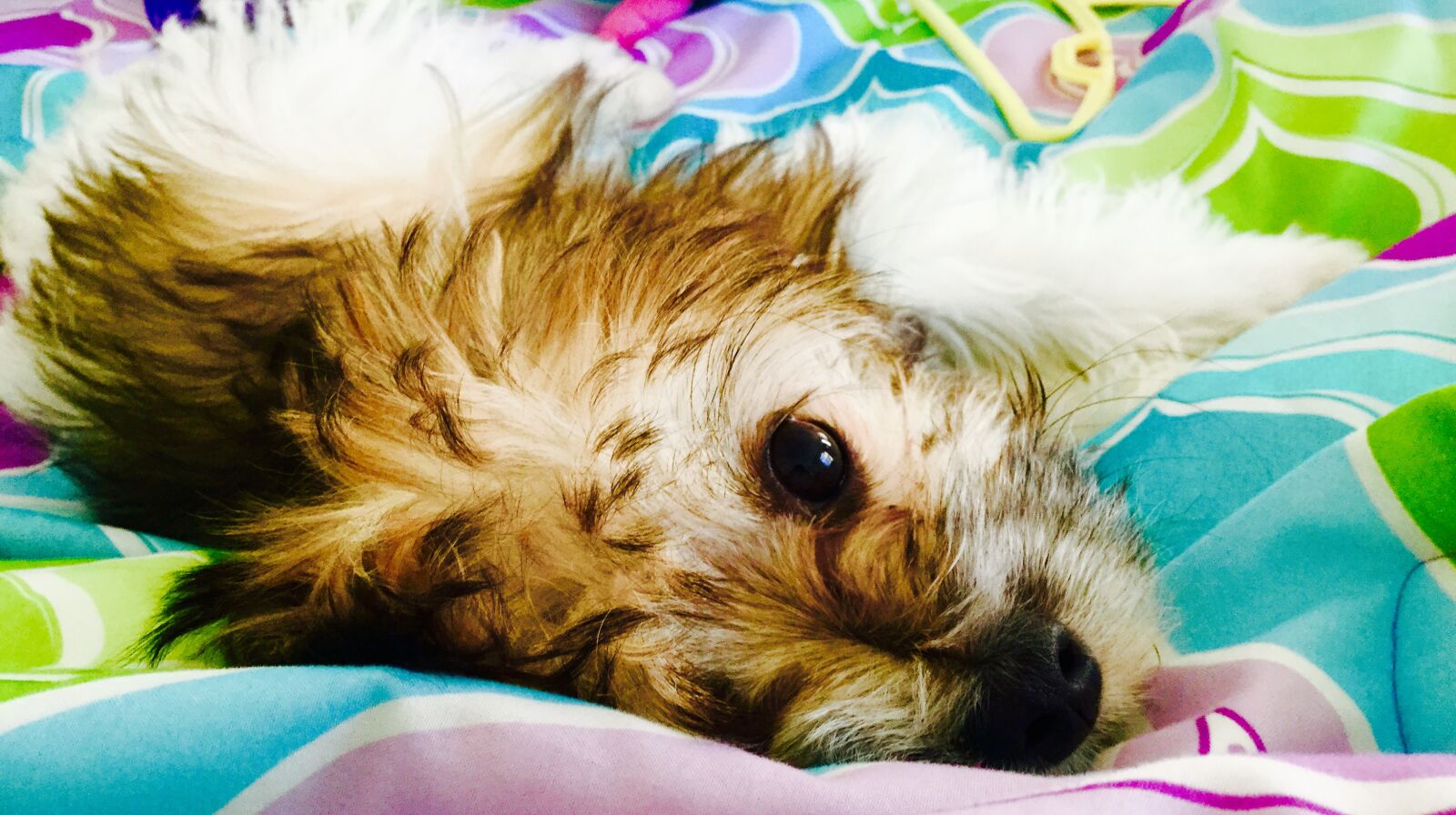 Apple iPod touch sample photo. Puppy, dog photography