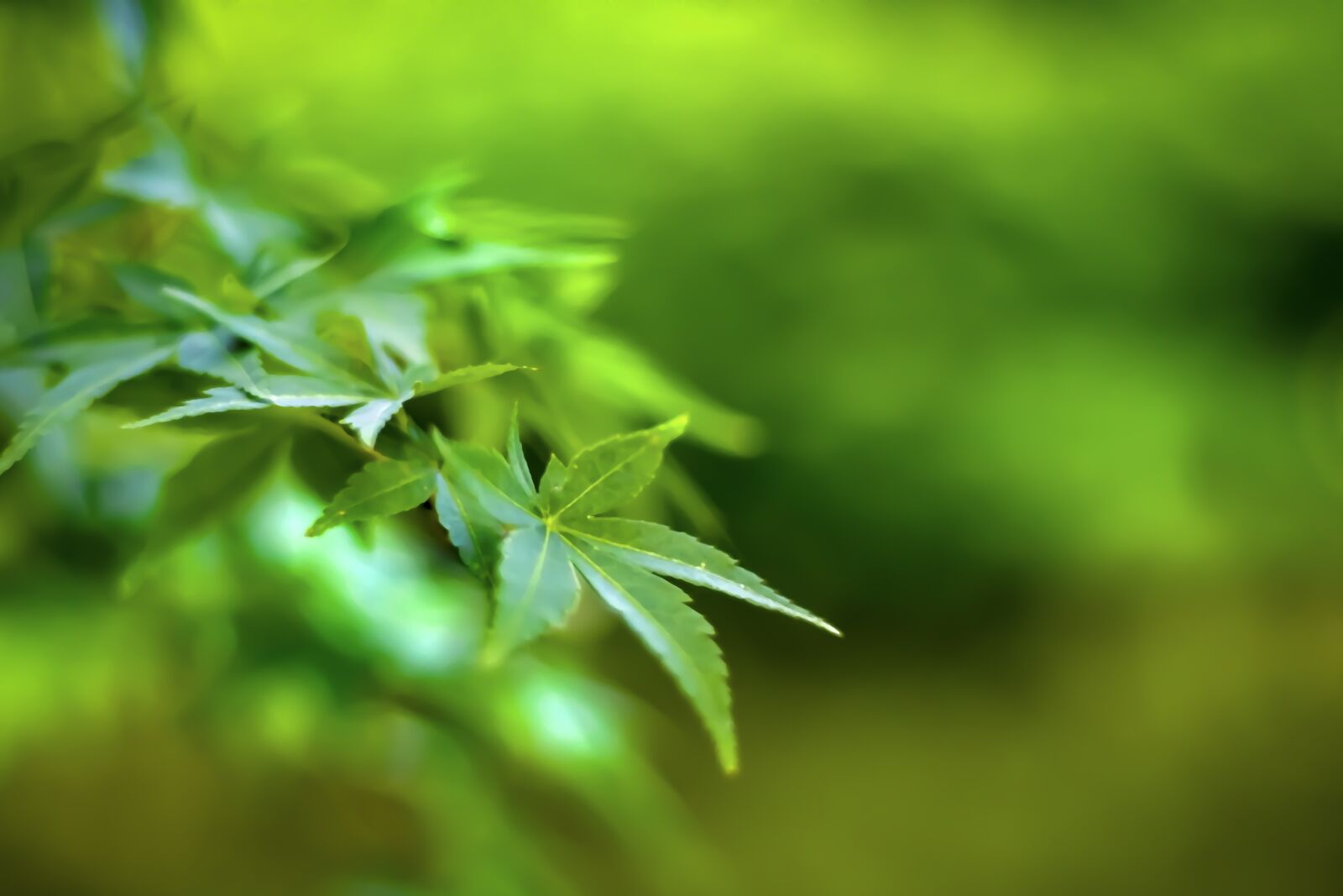 Canon EOS 80D + Canon EF 50mm F1.8 STM sample photo. Fresh green, leaves, leaf photography