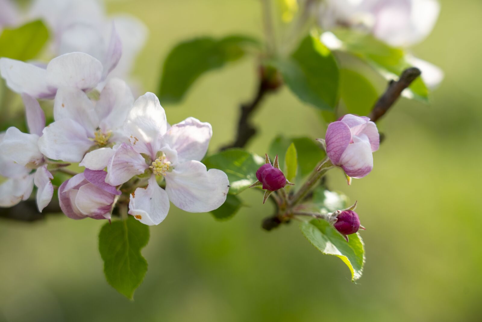 Sony FE 24-105mm F4 G OSS sample photo. Apple tree, tree, flowering photography
