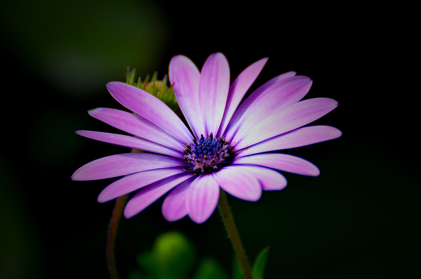 Nikon D7000 sample photo. Violet, flower, bloom photography