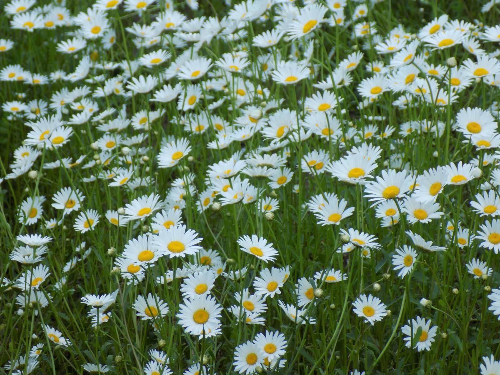 Nikon COOLPIX L330 sample photo. Chamomile, flowers of the photography