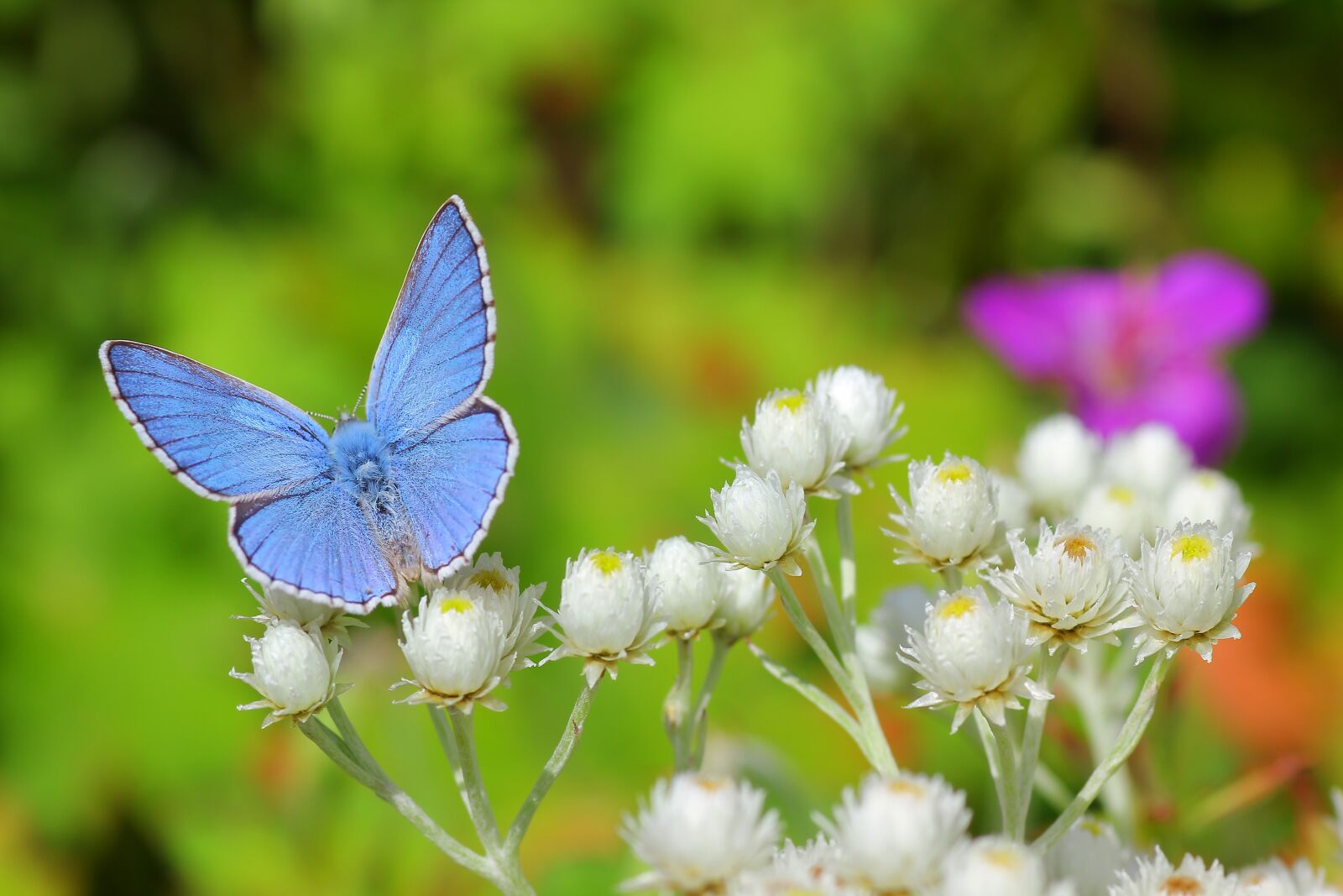 Canon EOS 550D (EOS Rebel T2i / EOS Kiss X4) sample photo. Butterfly, insect, meadow photography