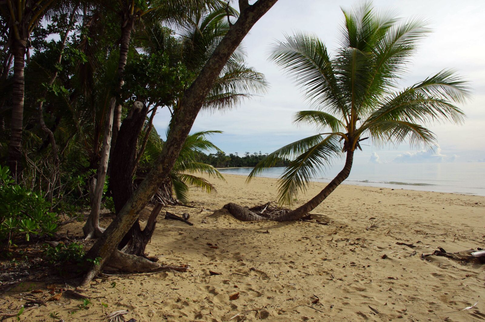 Pentax K-x sample photo. Palm tree, tree, palm photography