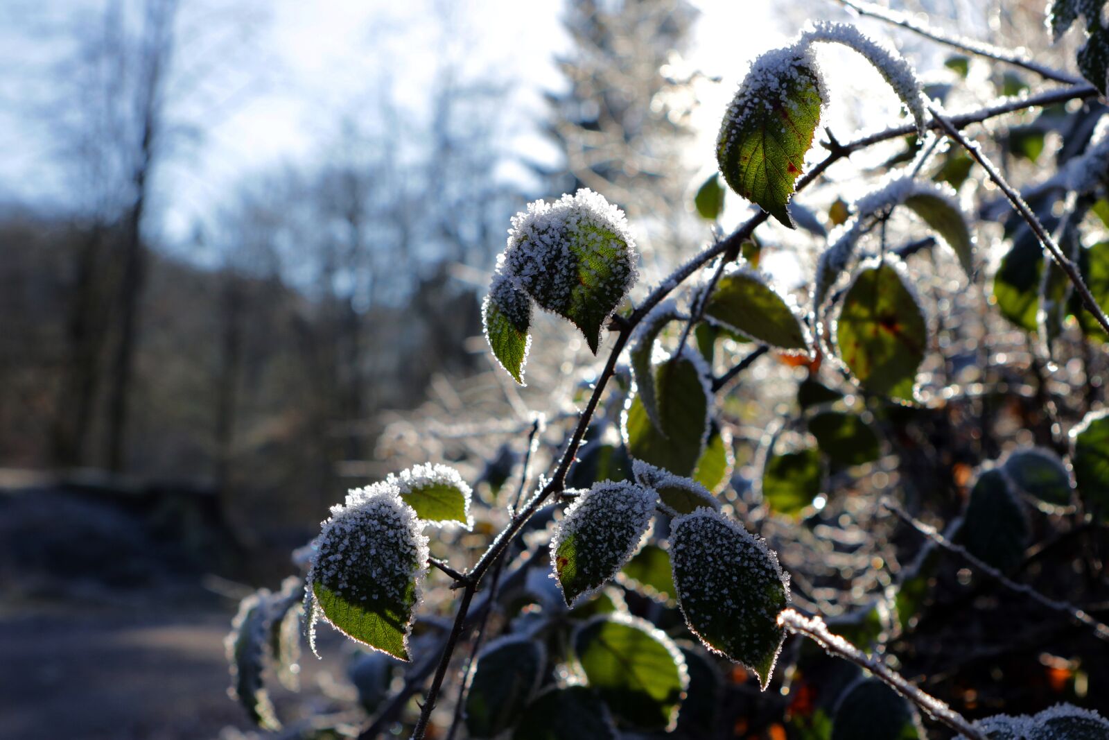 Canon EOS 7D Mark II + Canon EF 24-70mm F2.8L USM sample photo. Blackberry, icy, frost photography