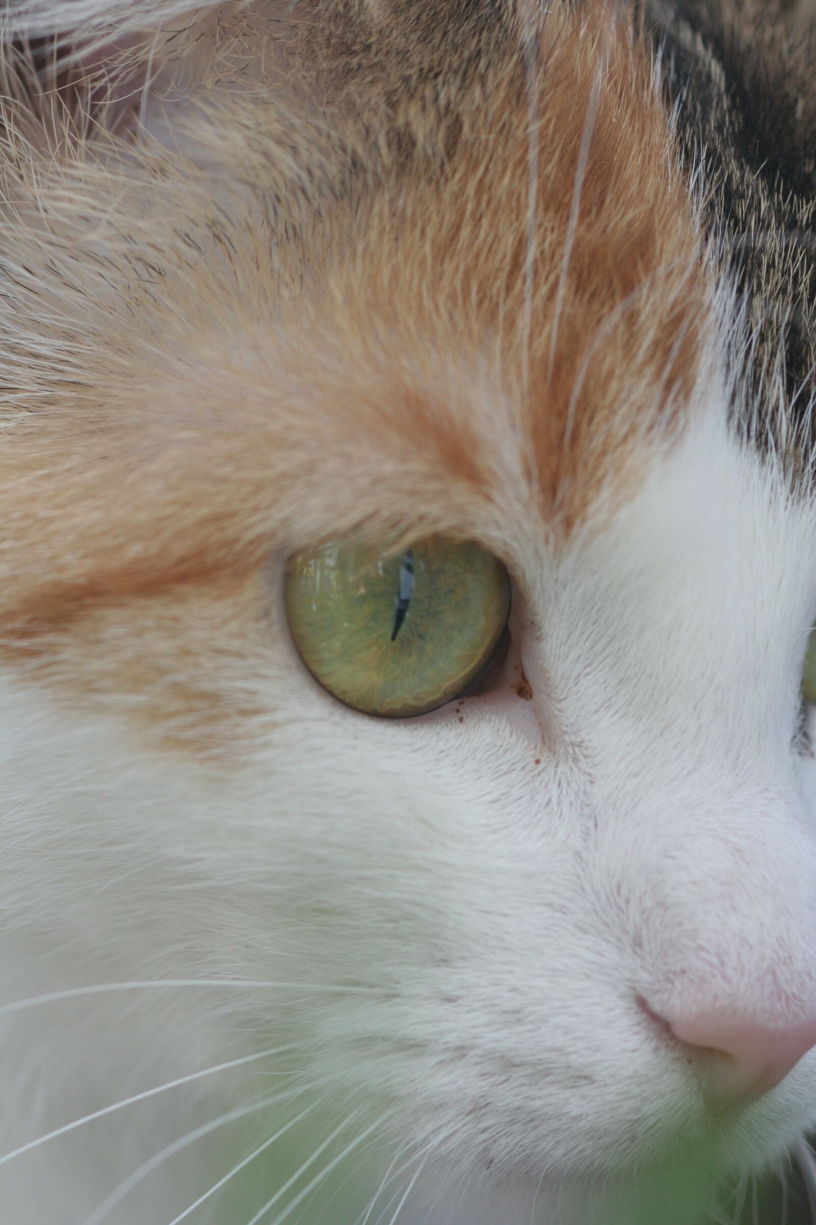 Canon EOS 350D (EOS Digital Rebel XT / EOS Kiss Digital N) sample photo. Cat's eye, cat, animal photography