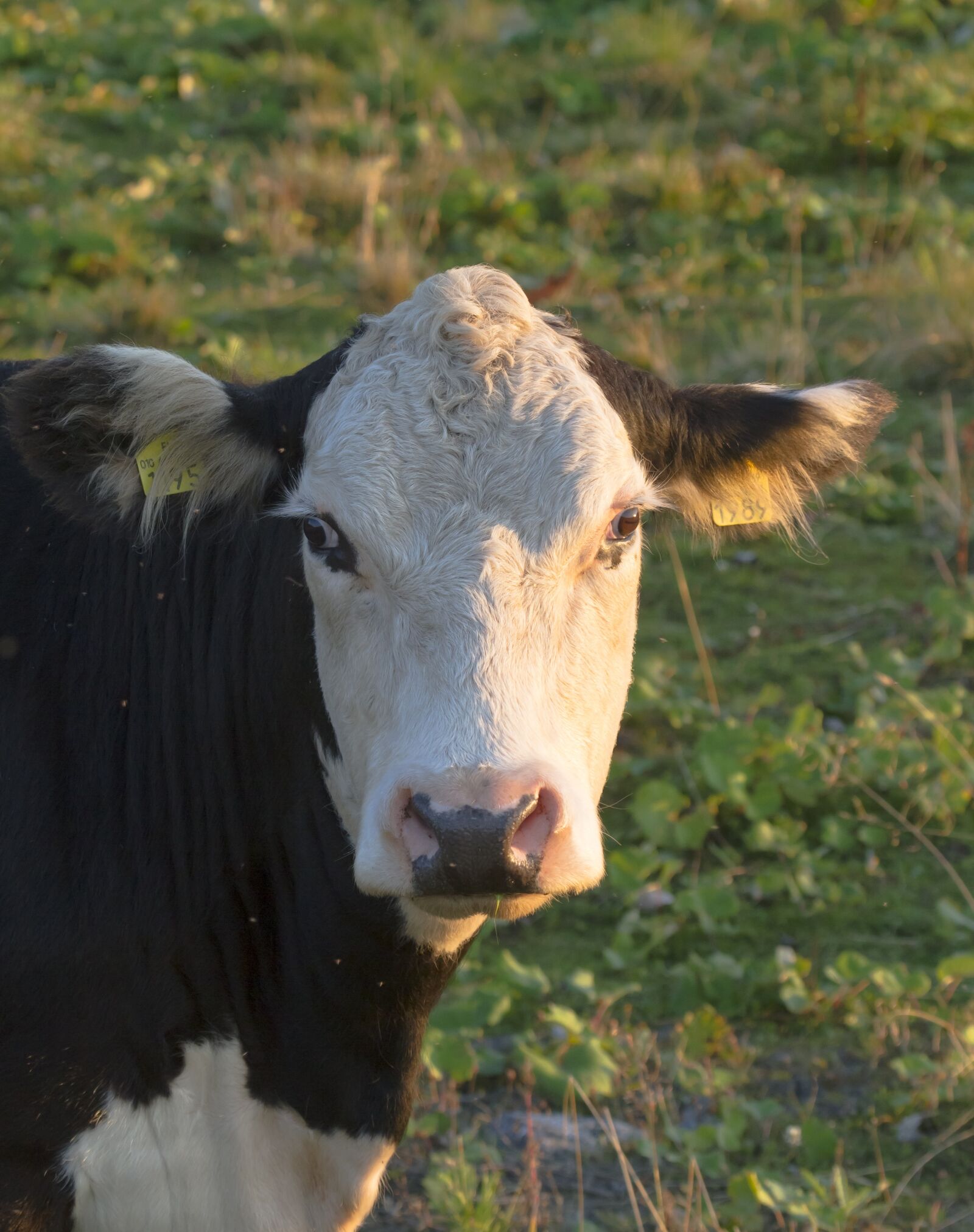 Canon EOS 7D + Canon EF 100-400mm F4.5-5.6L IS USM sample photo. Bovine, the cow, livestock photography