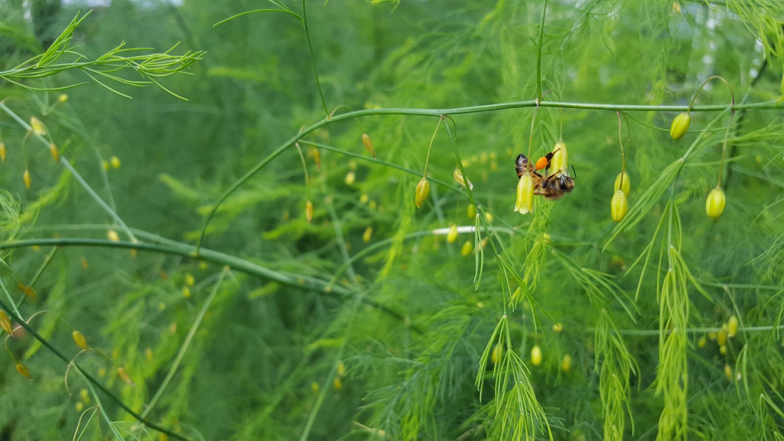 Samsung Galaxy S6 sample photo. Bee, aspergeplant, nectar photography