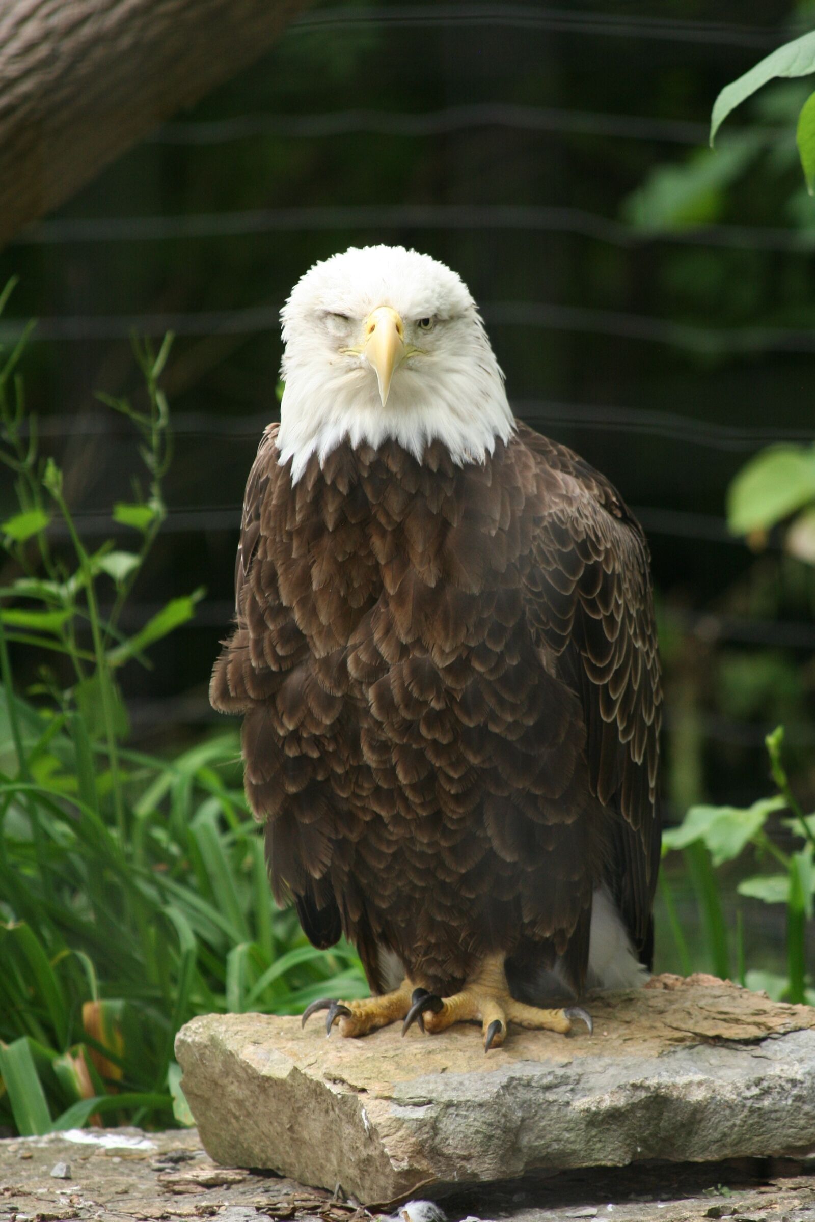 Canon EOS 350D (EOS Digital Rebel XT / EOS Kiss Digital N) sample photo. Eagle, bird, zoo photography