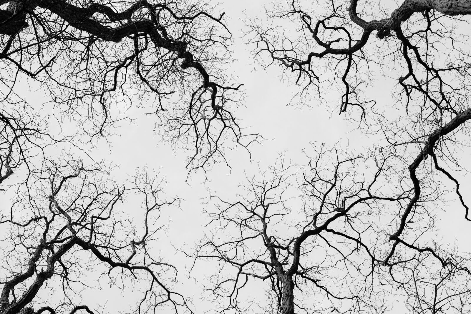 Nikon D610 sample photo. Trees, treetops, highinthesky photography
