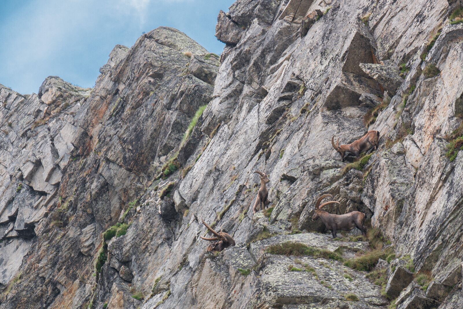 Panasonic DMC-G81 sample photo. Mountains, ibex, alpine photography