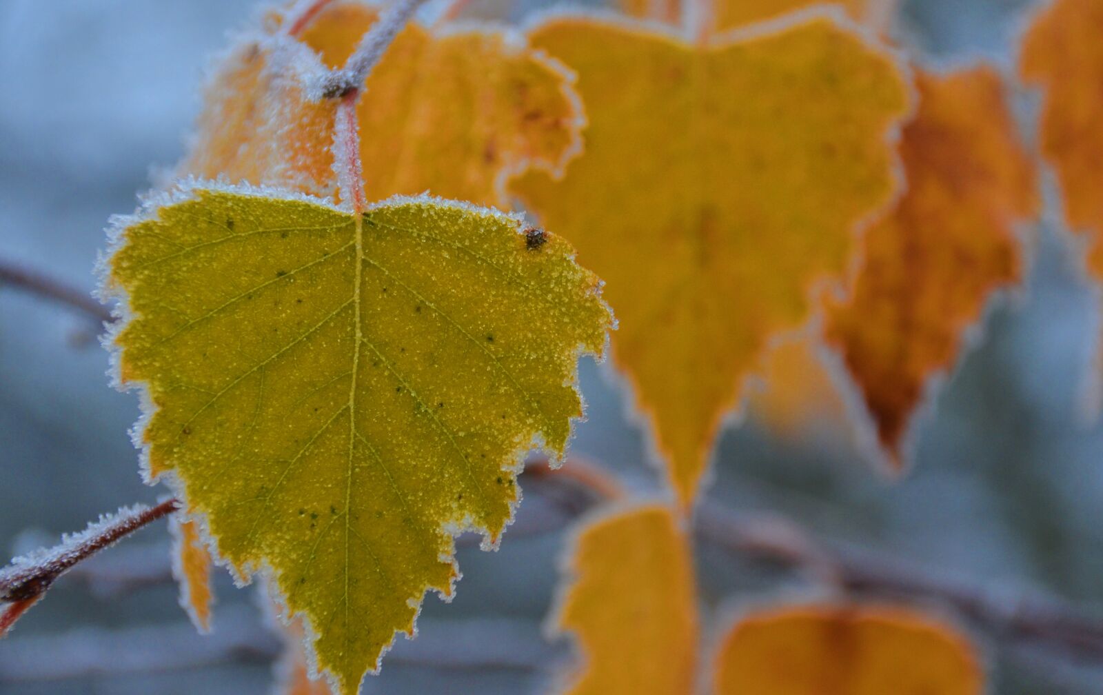 Nikon D5100 sample photo. Autumn, frost, hoarfrost photography