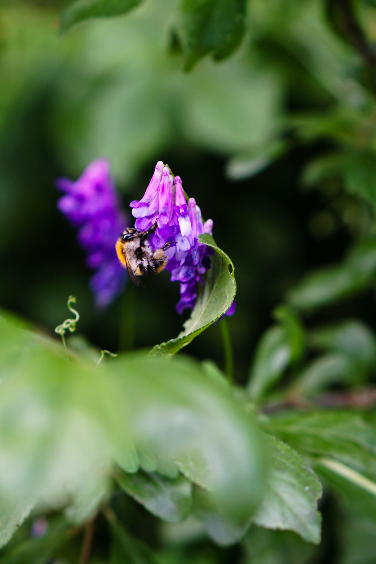 E 50mm F1.8 OSS sample photo. Forest, leaves, purple photography