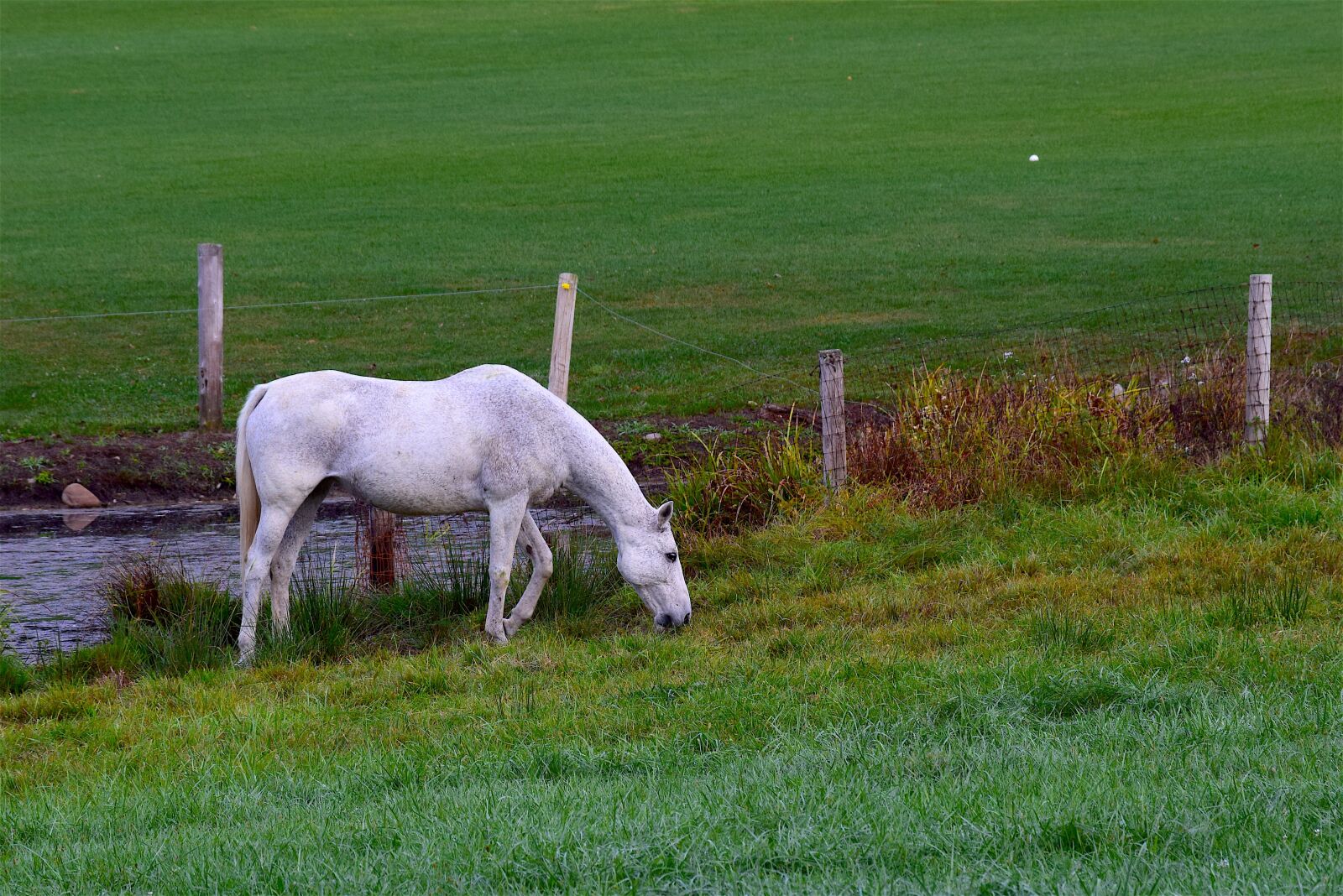Nikon D3300 sample photo. Horse, white, farm photography