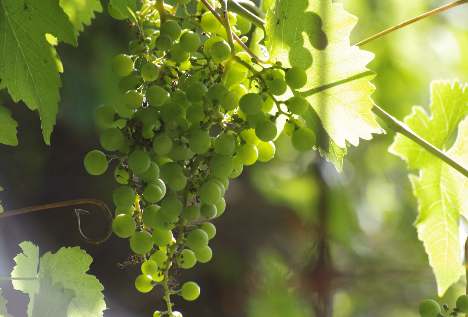 Pentax K-30 sample photo. Vine, wine, grape photography