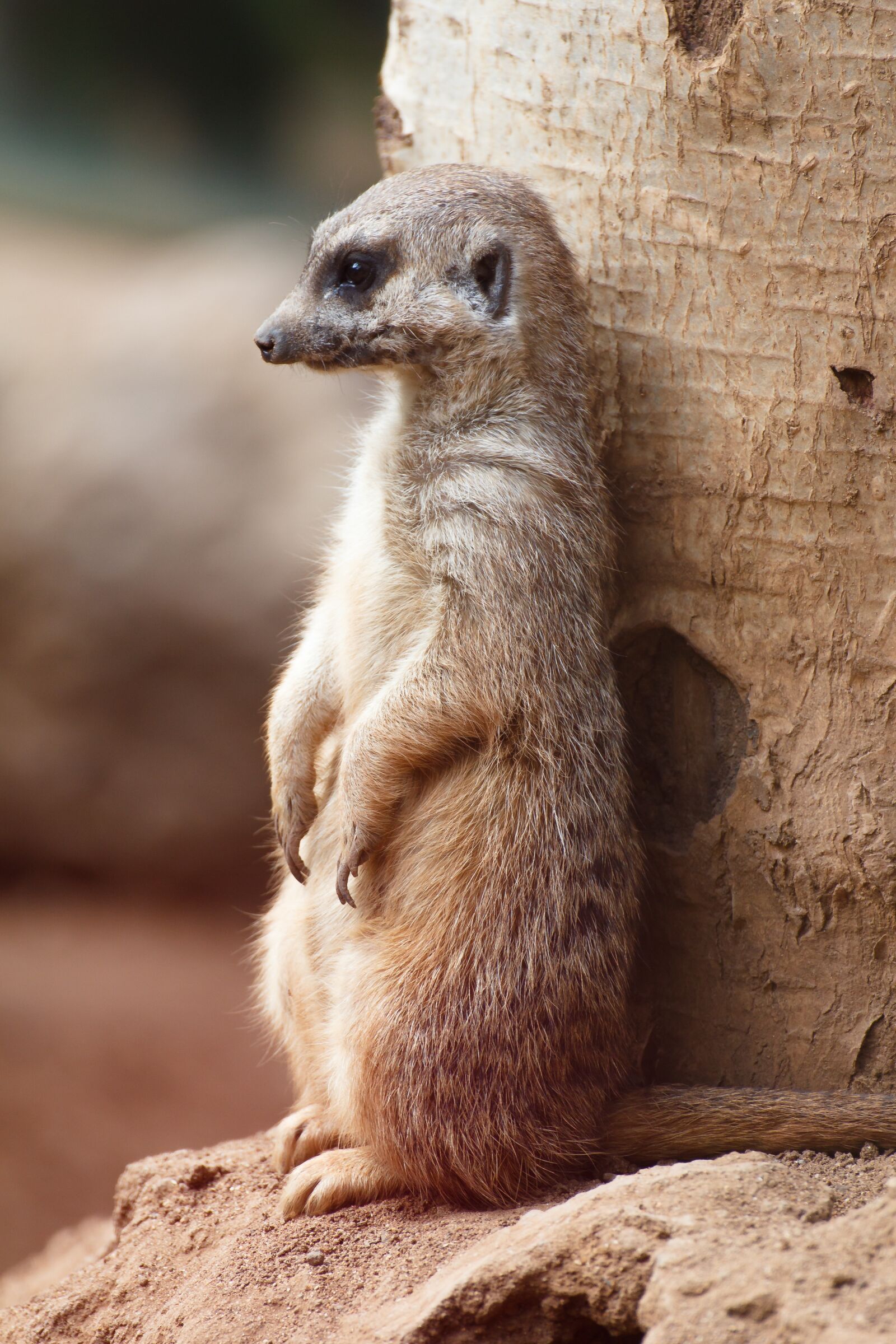 Canon EOS 550D (EOS Rebel T2i / EOS Kiss X4) sample photo. Meerkat, meercat, scharrtier photography