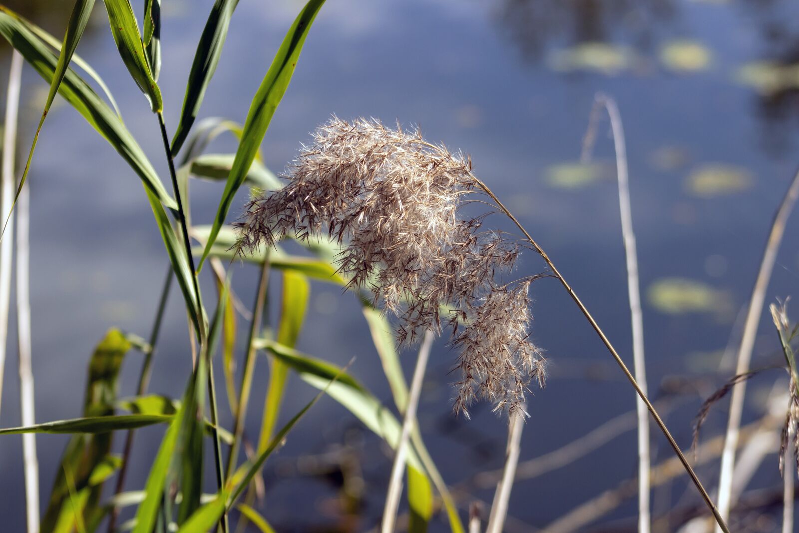 EF75-300mm f/4-5.6 sample photo. Reed, thread, lawn grasses photography