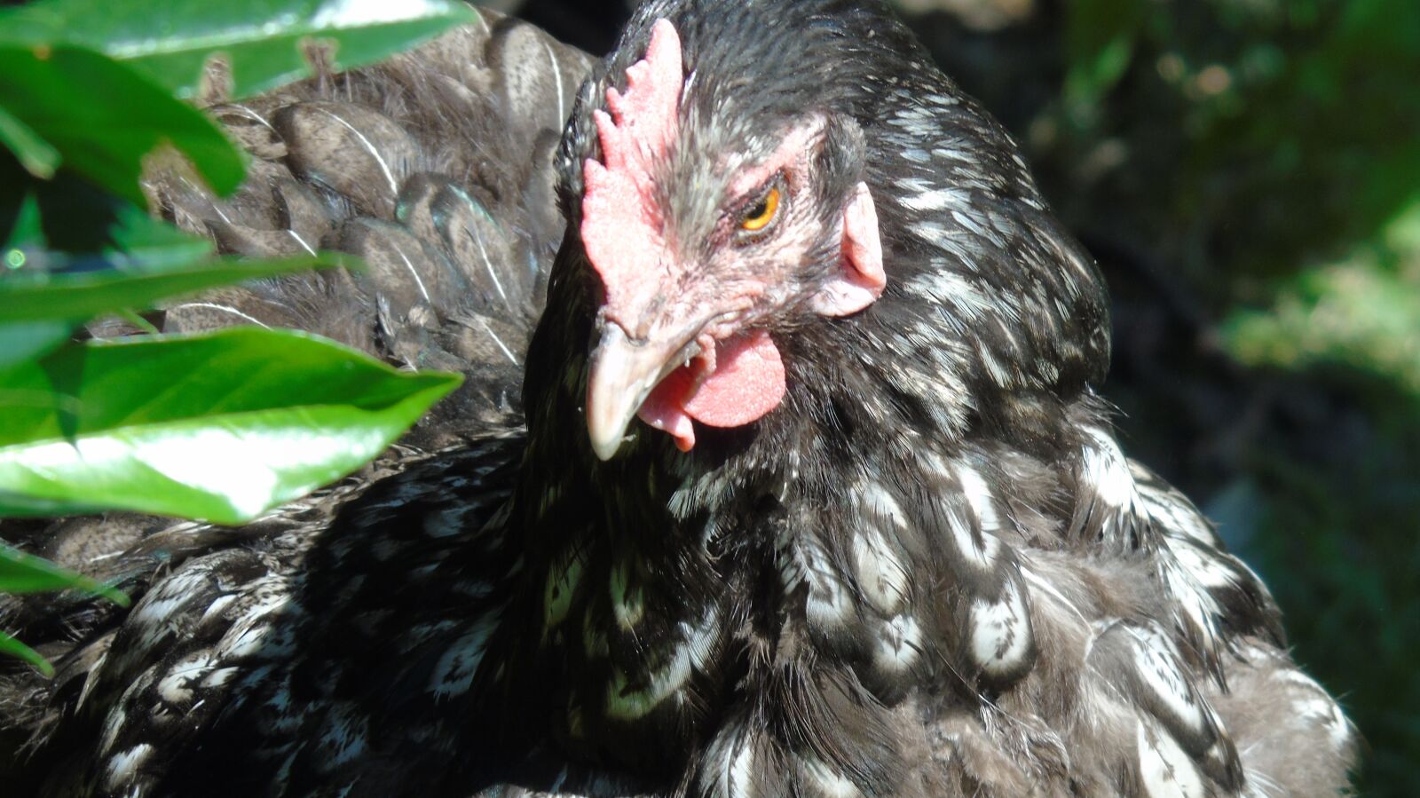 Sony Cyber-shot DSC-H400 sample photo. Chicken, poultry, hen photography