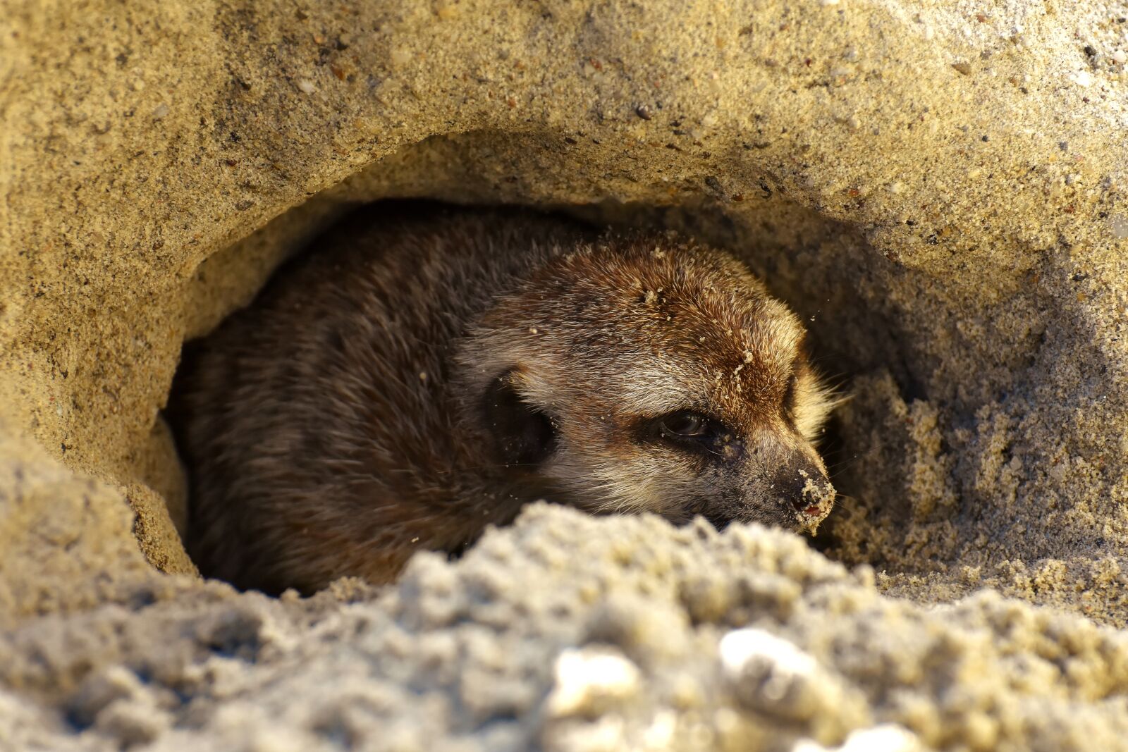 Nikon D7200 sample photo. Meerkat, cute, curious photography