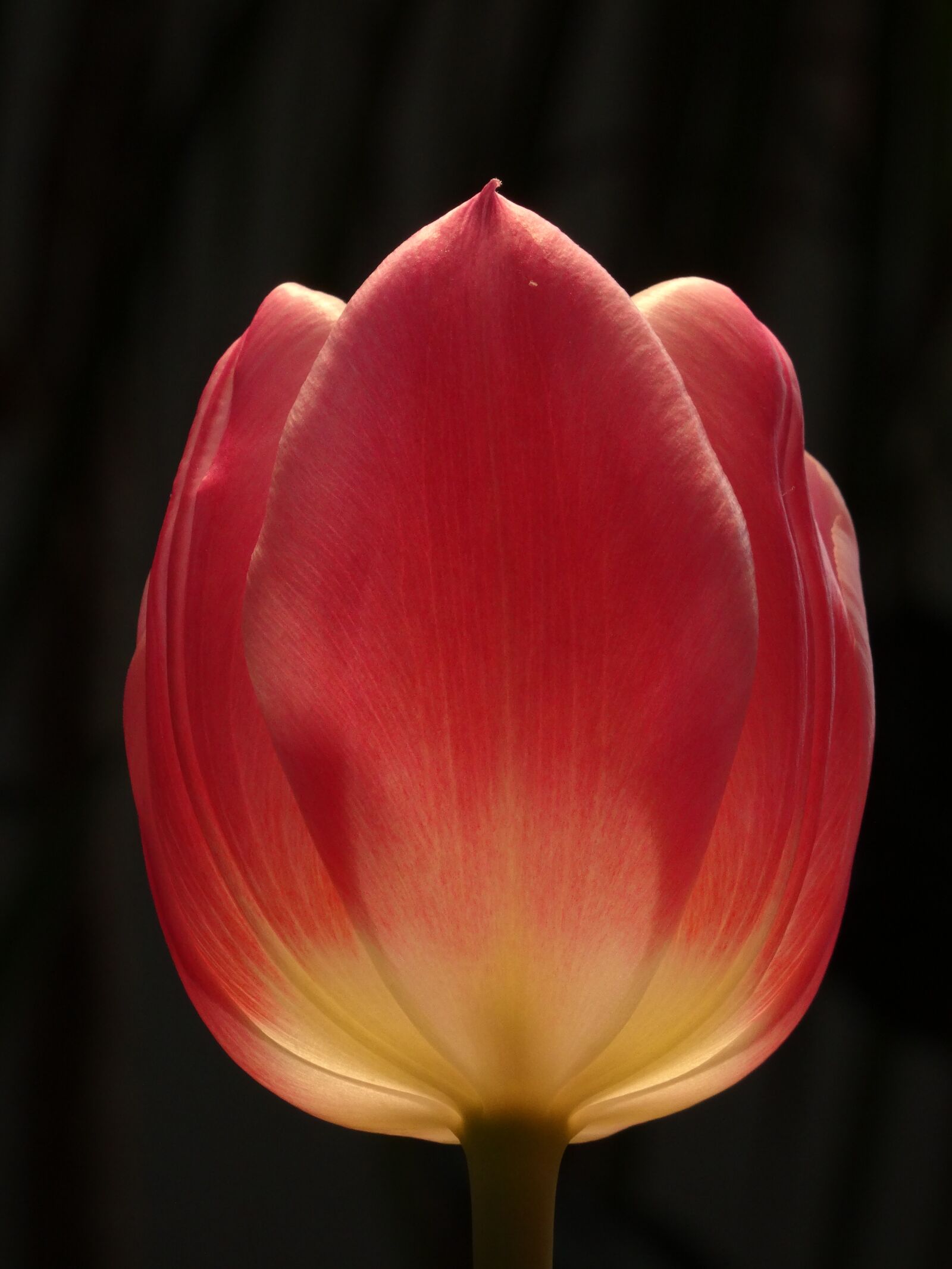 Sony DSC-HX50 sample photo. Flower, nature, tulip photography