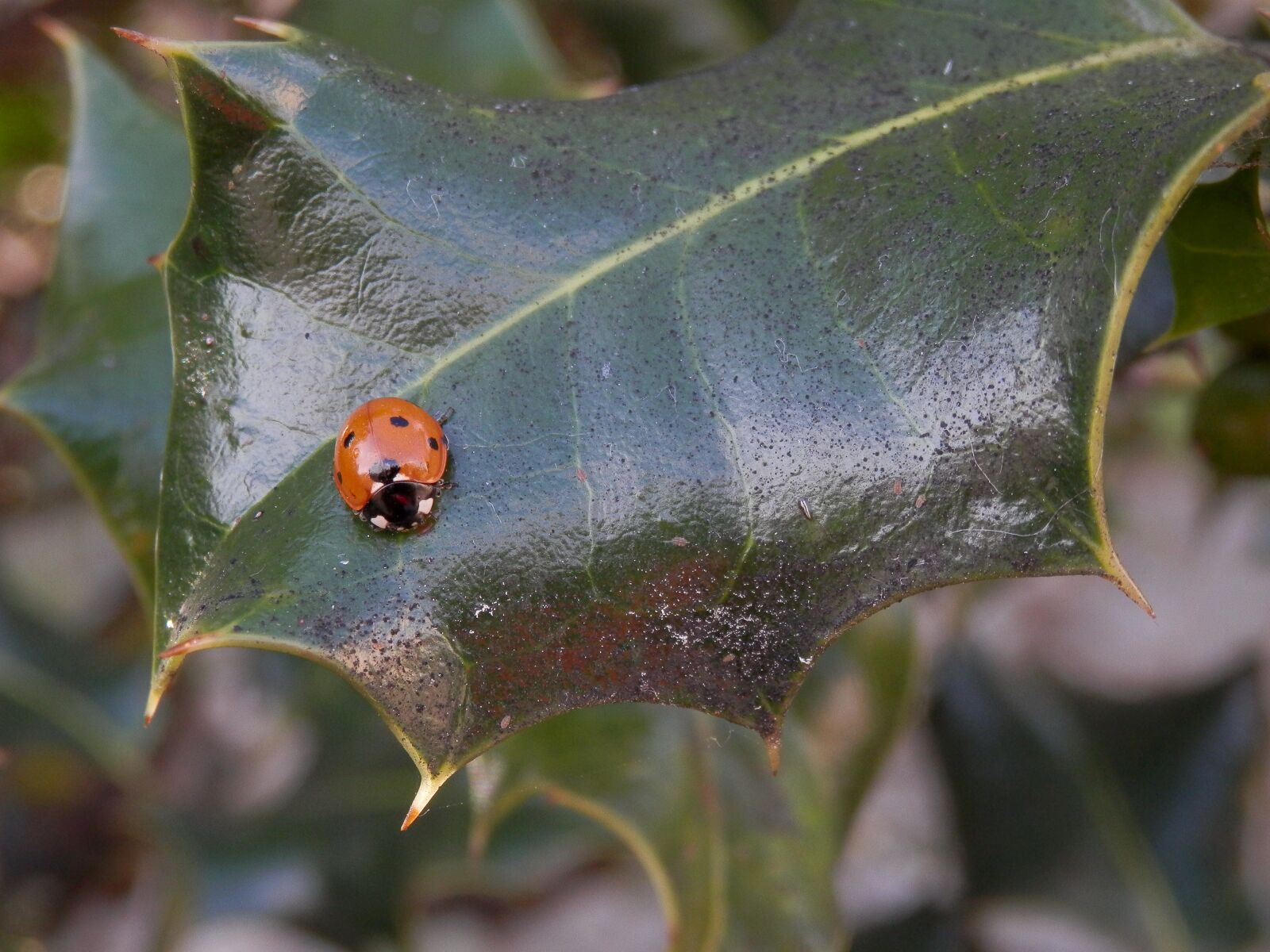 Olympus SZ-14 sample photo. Ladybug, holly, leaf photography