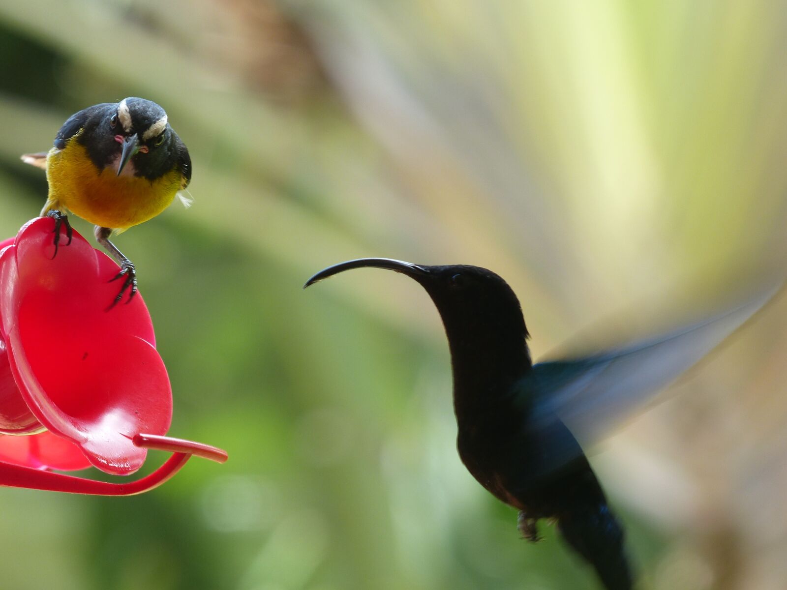 Panasonic Lumix DMC-FZ200 sample photo. Hummingbird, bird, bird fly photography