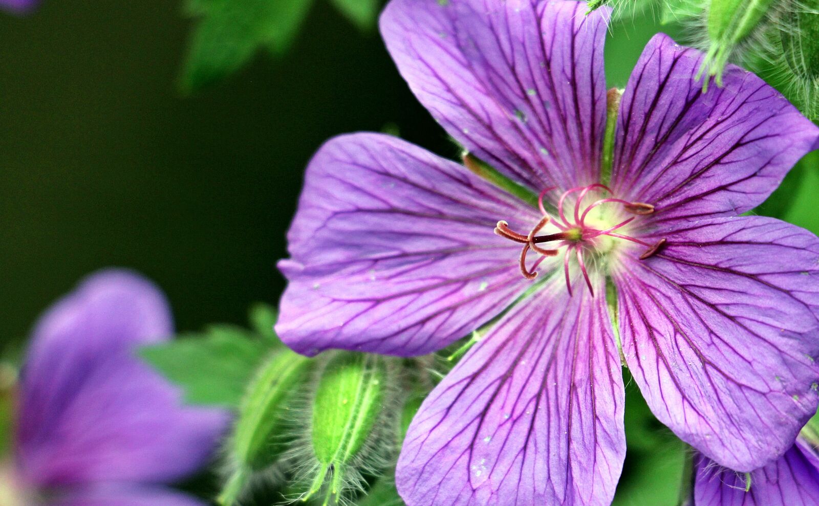 Canon EOS 550D (EOS Rebel T2i / EOS Kiss X4) sample photo. Cranesbill, stork beak bird photography