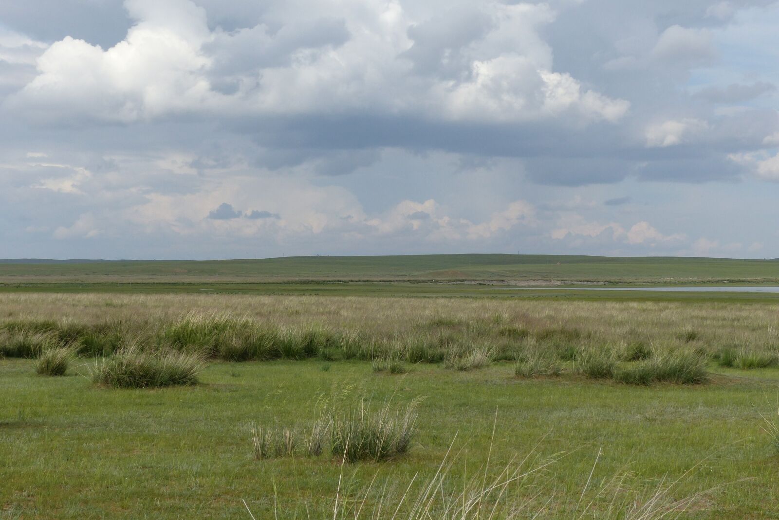 Panasonic Lumix DMC-FZ200 sample photo. Grass, prairie, steppe photography