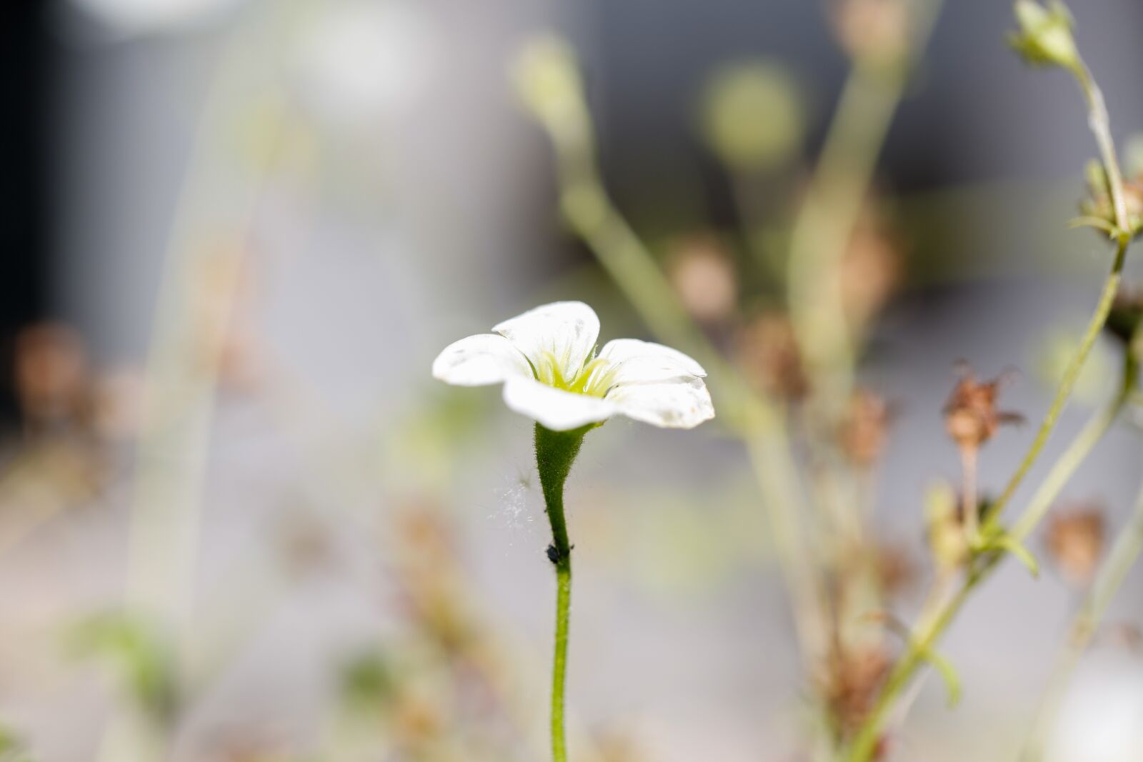 Canon EF 100mm F2.8L Macro IS USM sample photo. Flower, plant, nature photography