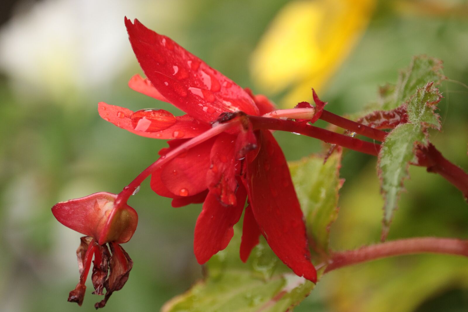 Canon EOS 750D (EOS Rebel T6i / EOS Kiss X8i) sample photo. Flower, rain, color photography
