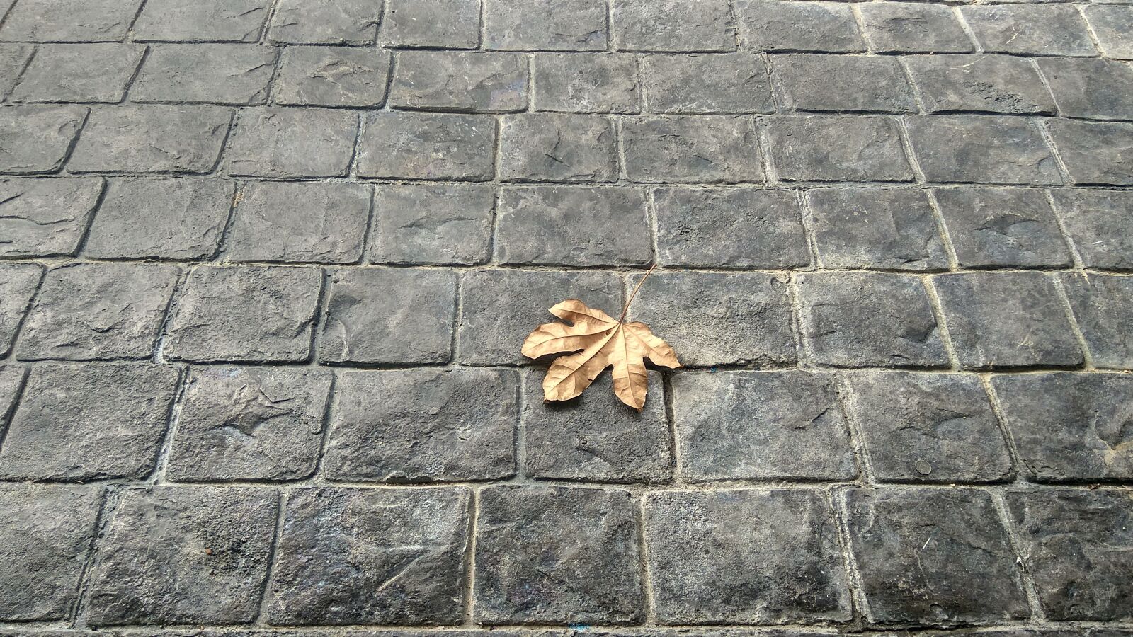 Xiaomi Redmi Note3 sample photo. Leaves, brick, floor photography