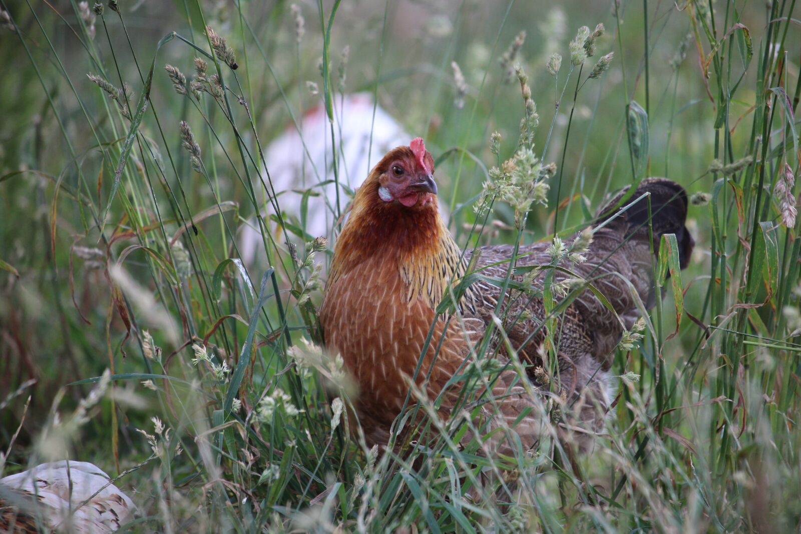 Canon EOS 700D (EOS Rebel T5i / EOS Kiss X7i) + Canon EF-S 55-250mm F4-5.6 IS STM sample photo. Hen, free range, farm photography