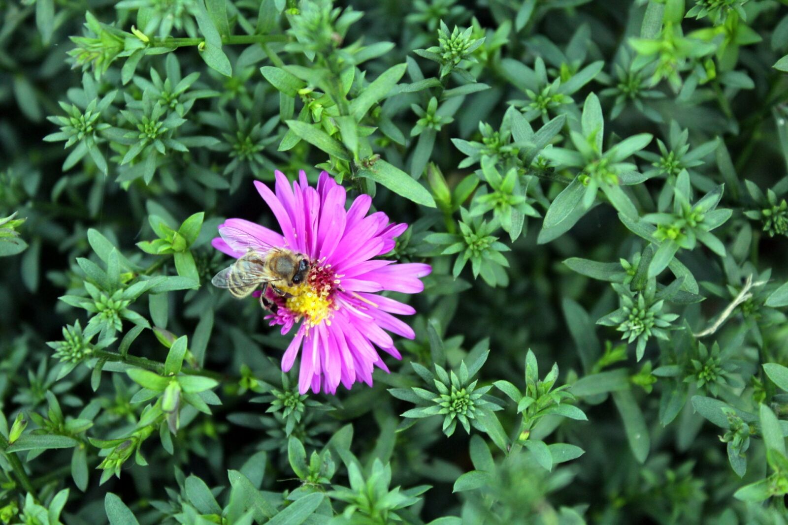 Canon EOS 1200D (EOS Rebel T5 / EOS Kiss X70 / EOS Hi) sample photo. Flower, garden, nature photography