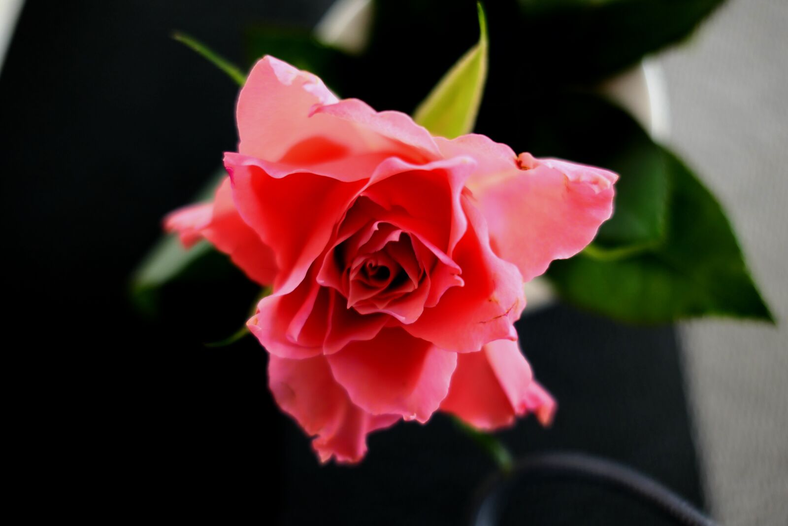 Panasonic Lumix DMC-LX10 (Lumix DMC-LX15) sample photo. Rose, red rose, blossom photography