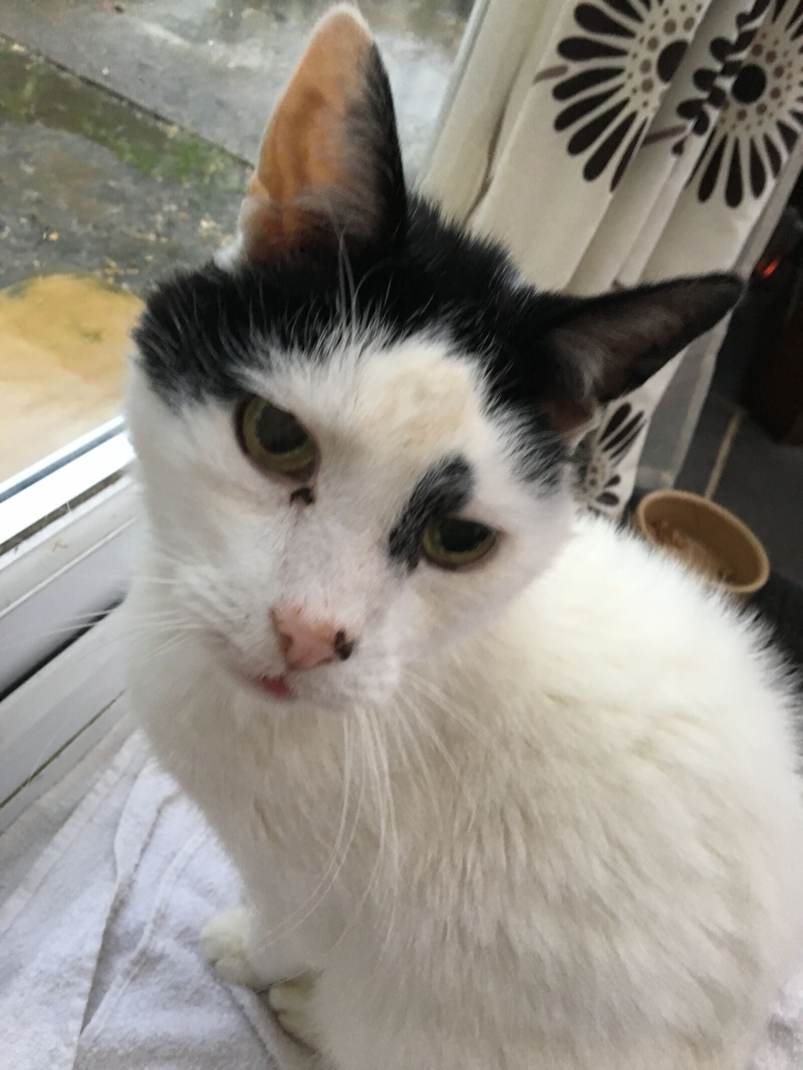 Apple iPhone 6s sample photo. White, cat photography