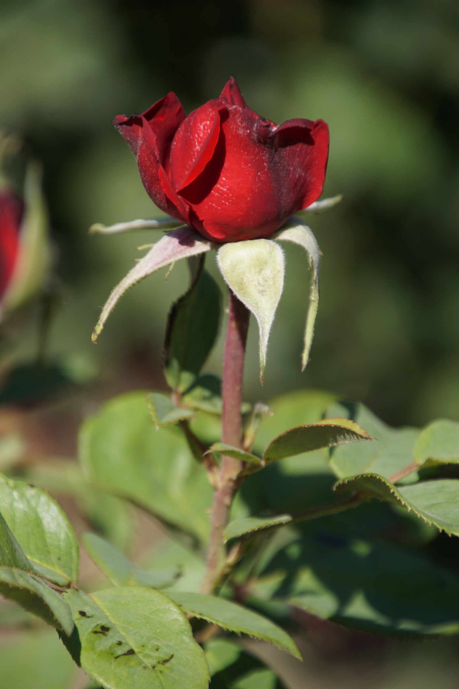 Tamron 16-300mm F3.5-6.3 Di II VC PZD Macro sample photo. Rose, burgundy 81, rosaceae photography