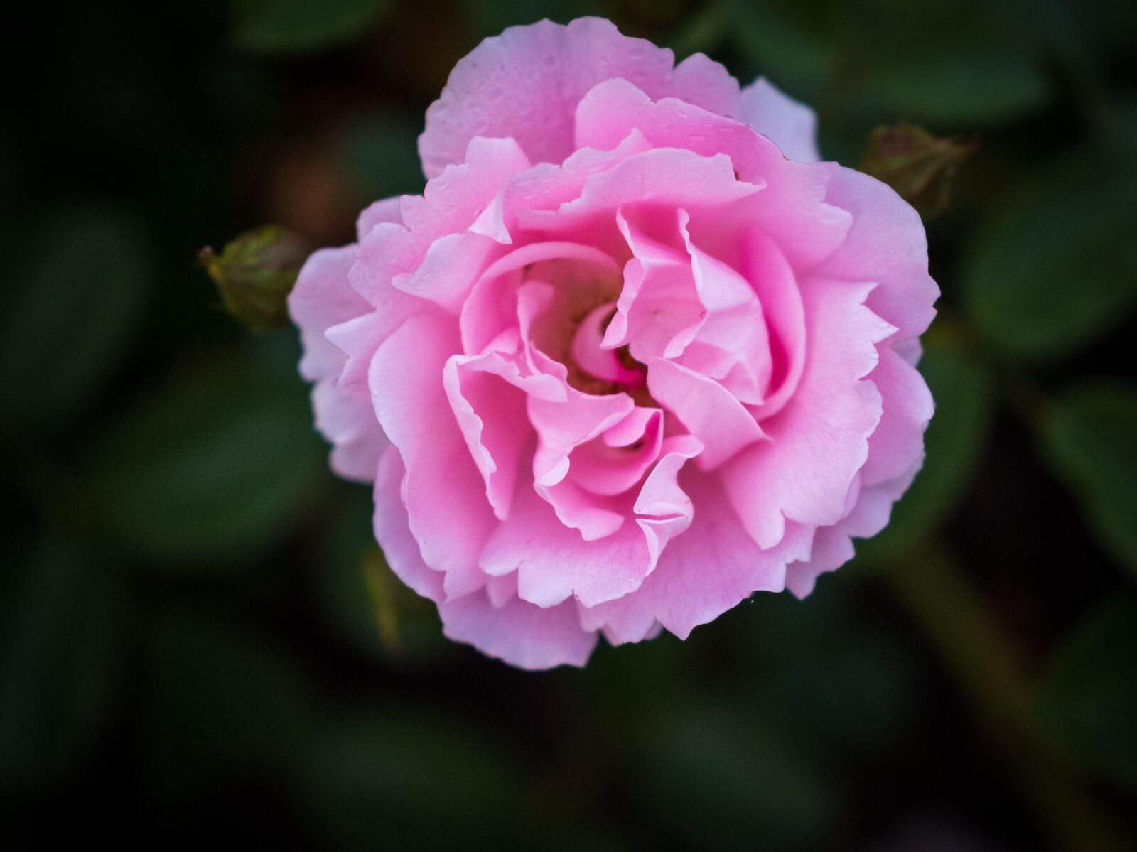 Fujifilm X-T2 sample photo. Rose, red, blossom photography