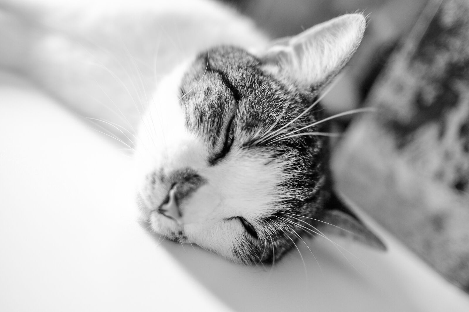 Fujifilm XF 23mm F1.4 R sample photo. Black and white, cat photography