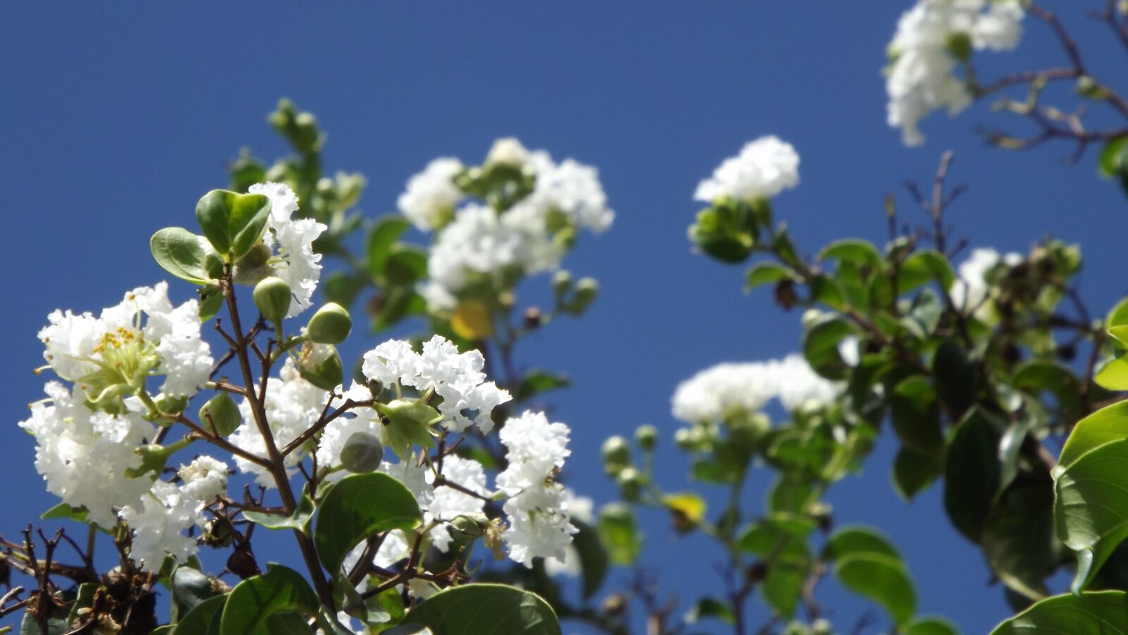 FujiFilm FinePix S4000 (FinePix S4050) sample photo. Flowers, nature, spring photography