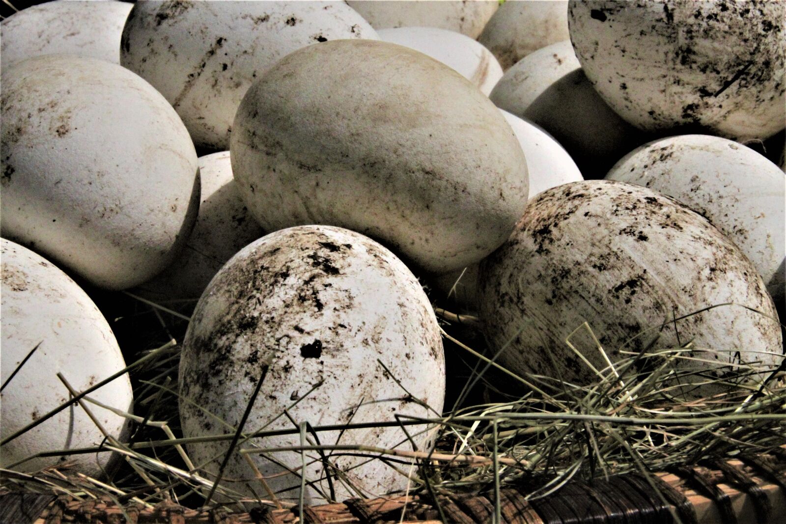 Canon EOS 500D (EOS Rebel T1i / EOS Kiss X3) sample photo. Goose, egg, geese eggs photography