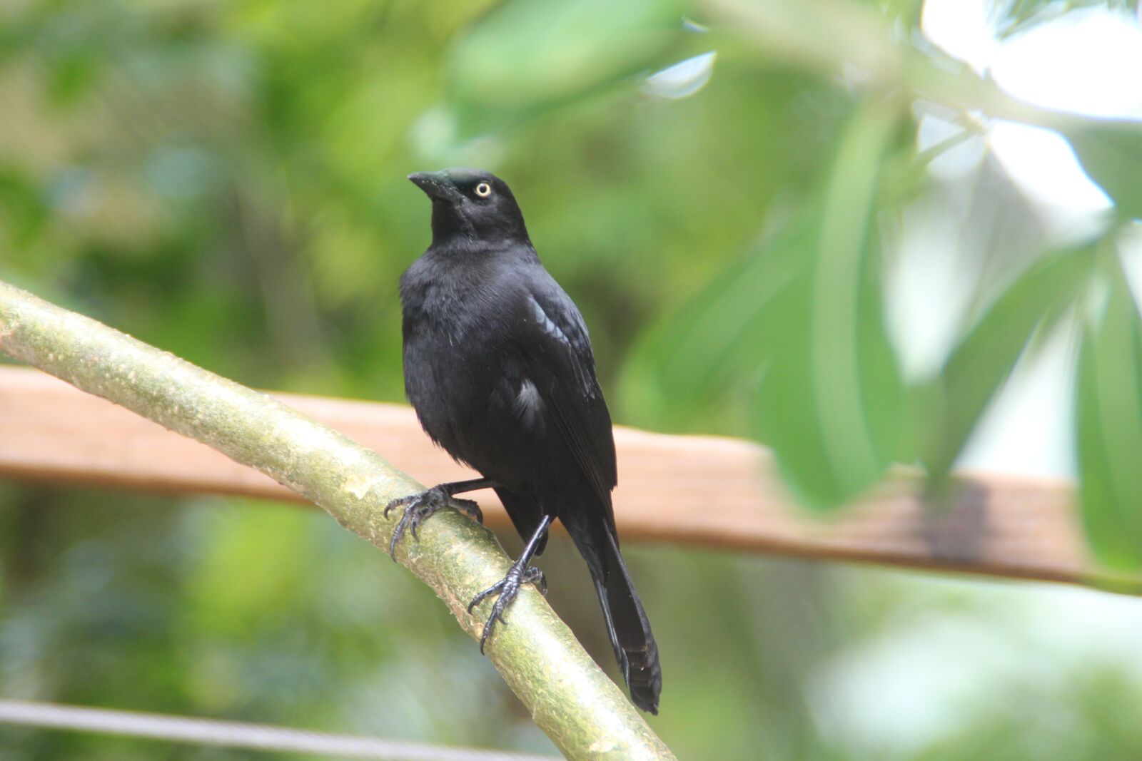 Canon EOS 650D (EOS Rebel T4i / EOS Kiss X6i) sample photo. Bird, barbados, nature photography