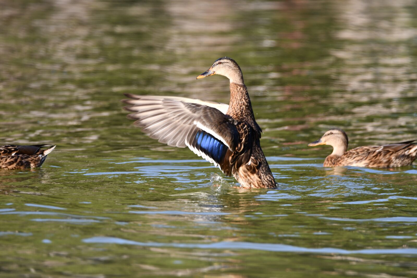 Nikon D7500 sample photo. Ducks, lake, river photography