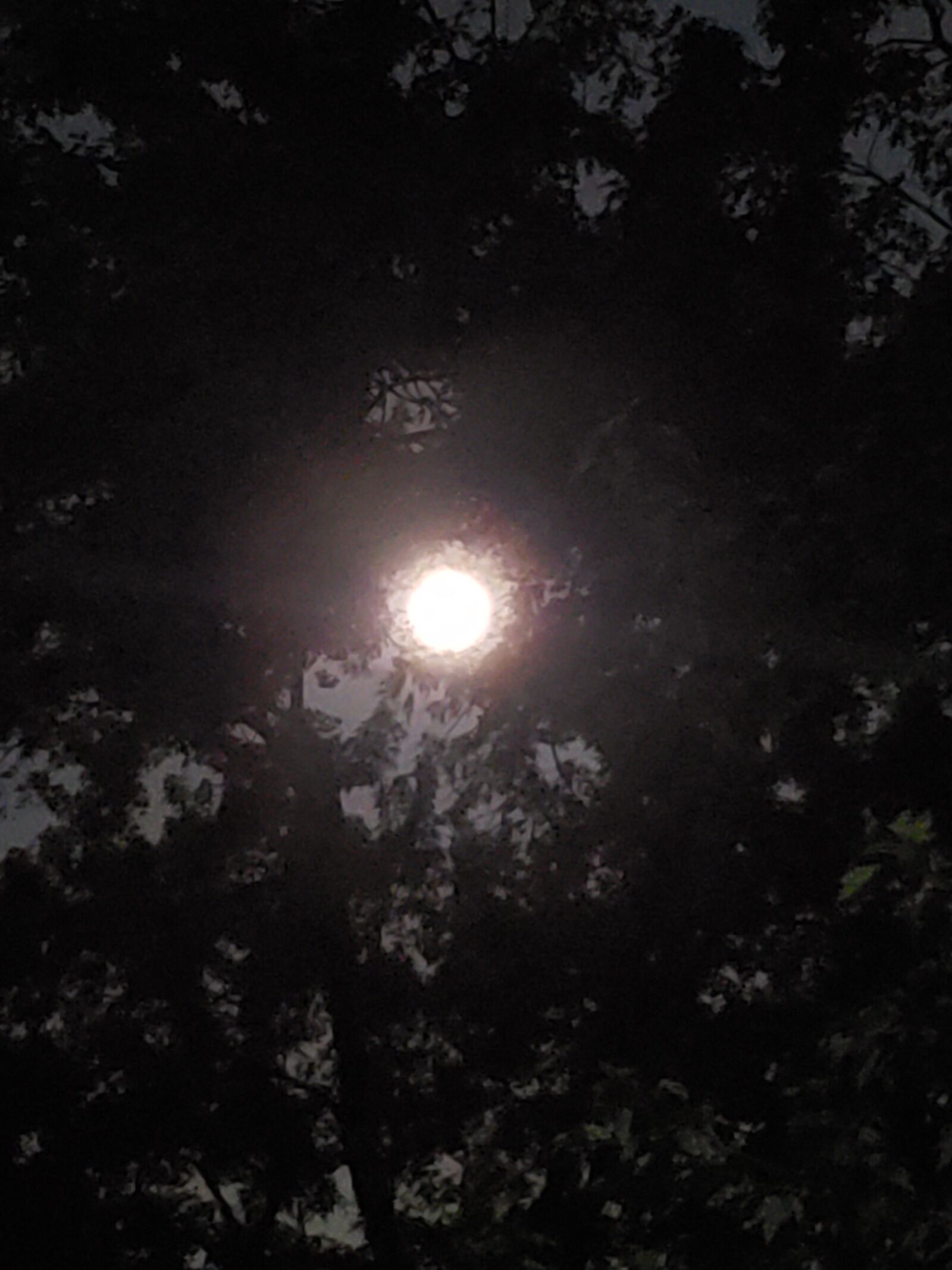 Samsung Galaxy S9+ sample photo. Moon, tree, full photography