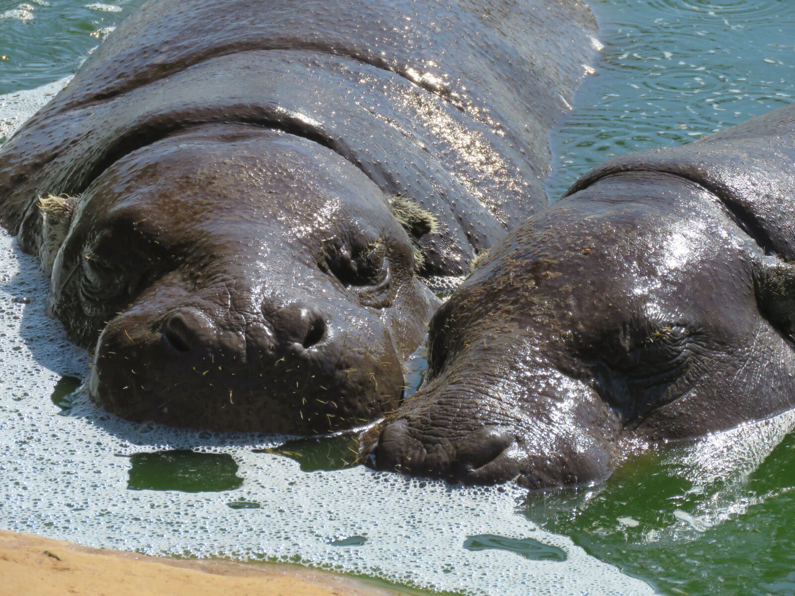 Canon PowerShot SX60 HS sample photo. Animal, hippo, hippopotamus photography