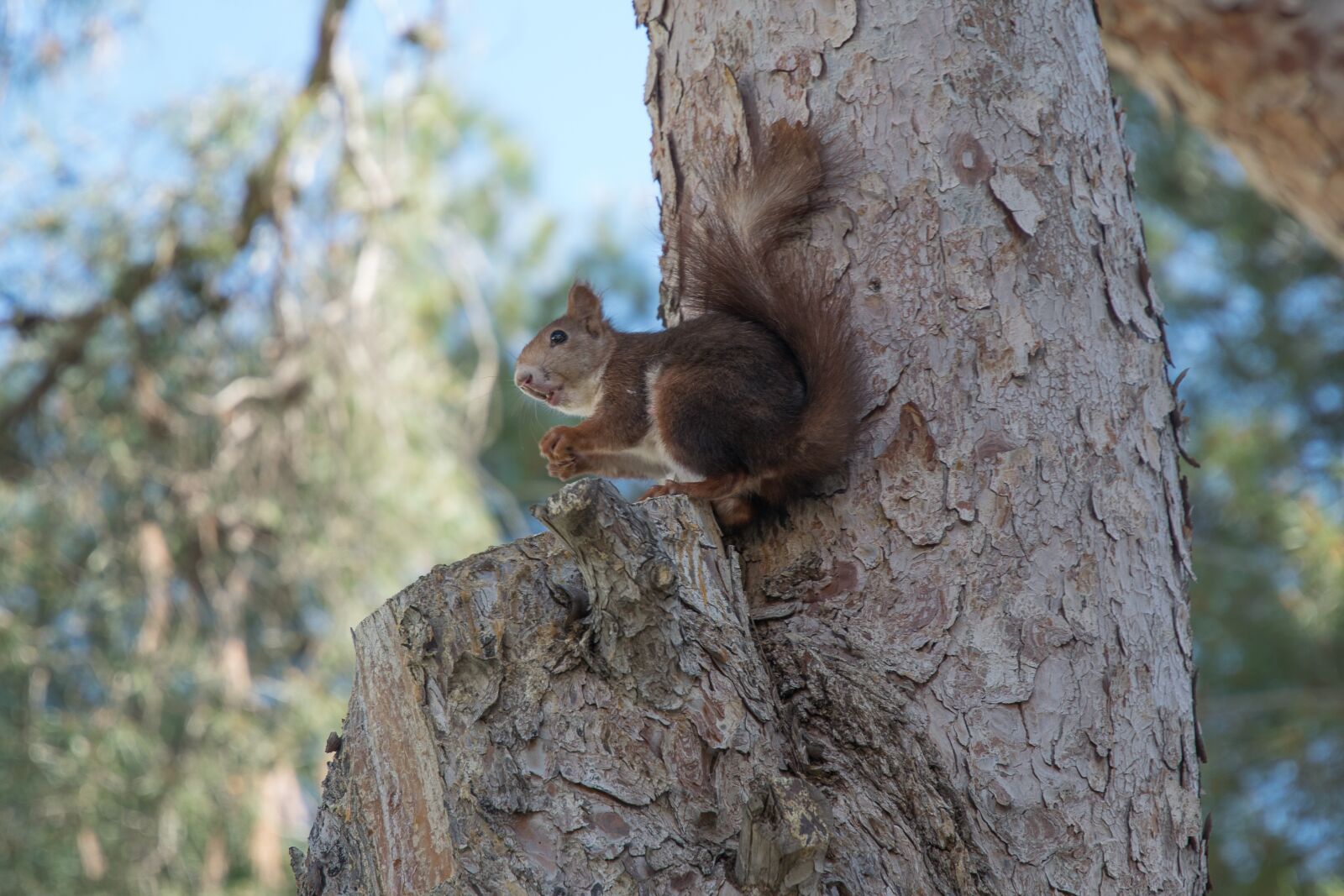 Nikon D5300 sample photo. Squirrel, rodent, animal photography