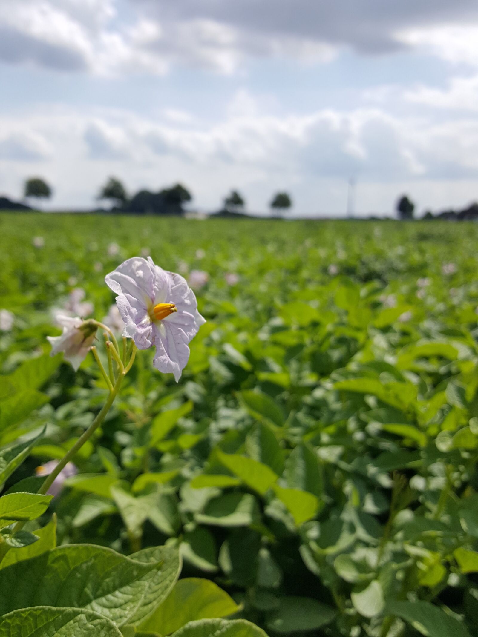 Samsung Galaxy S6 sample photo. Field, potato, blossom photography