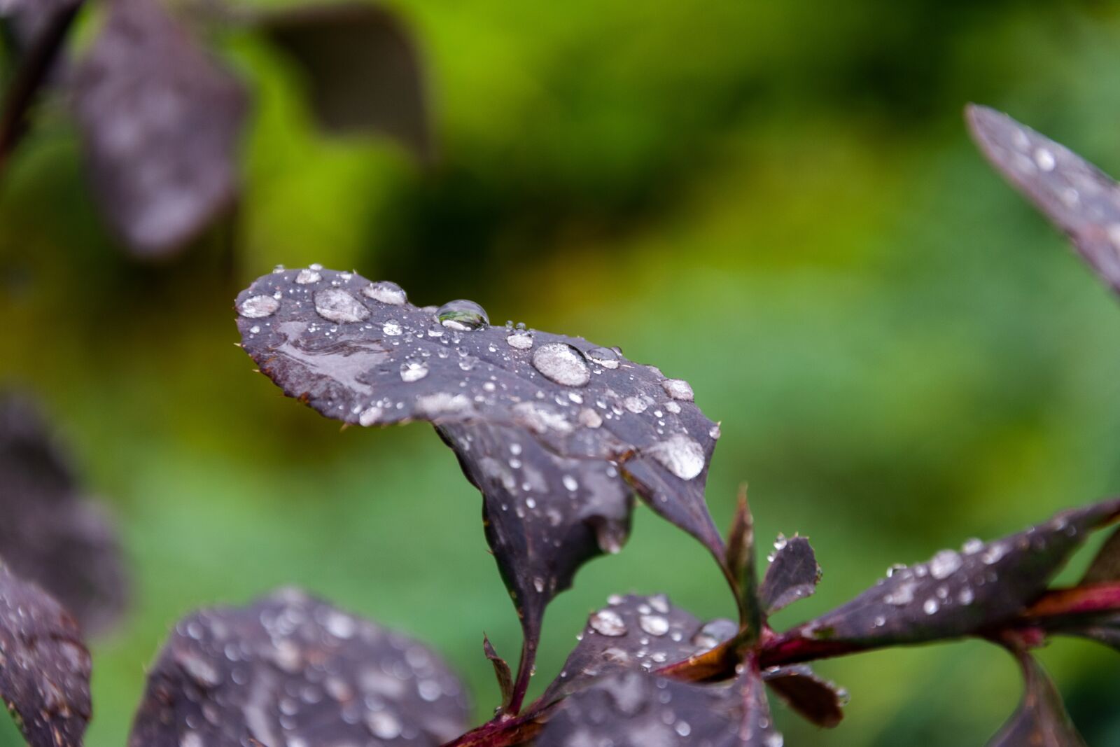 Nikon D3300 sample photo. Leaves, foliage, dew photography