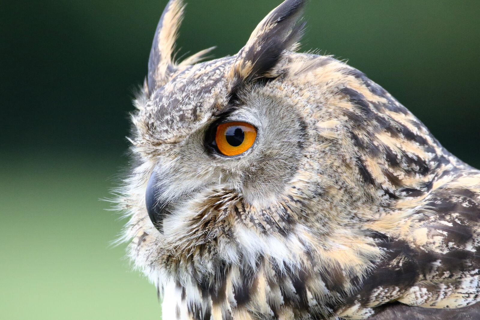 Canon EOS 7D Mark II sample photo. Eurasian eagle owl, owl photography