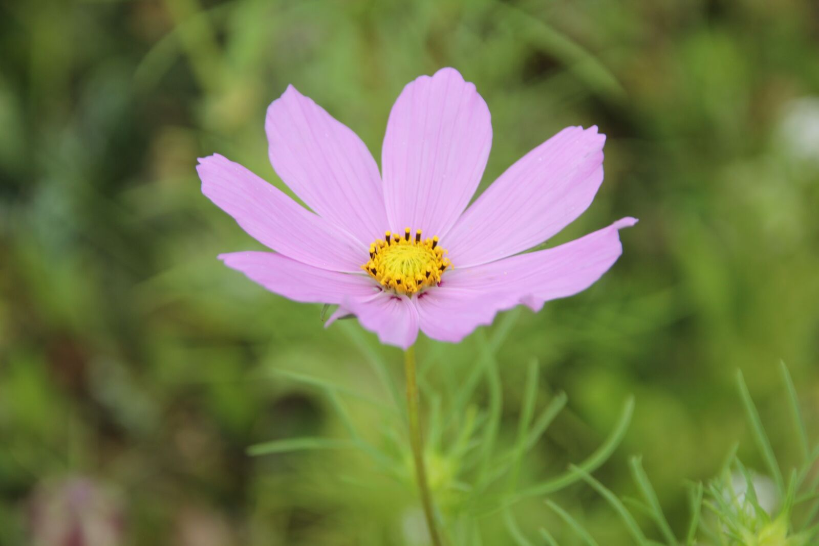 Canon EOS 550D (EOS Rebel T2i / EOS Kiss X4) sample photo. Flower, blossom, bloom photography