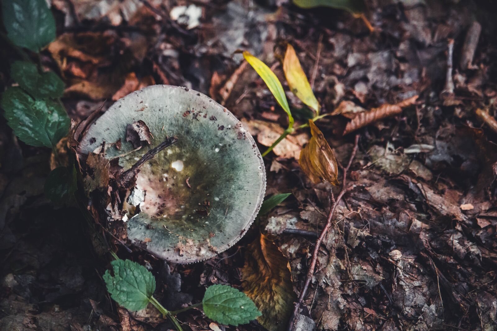 Canon EOS 100D (EOS Rebel SL1 / EOS Kiss X7) + Canon EF-S 55-250mm F4-5.6 IS STM sample photo. Mushroom, forest floor, nature photography